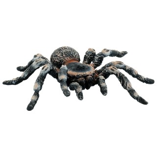 Tarantula White Knee