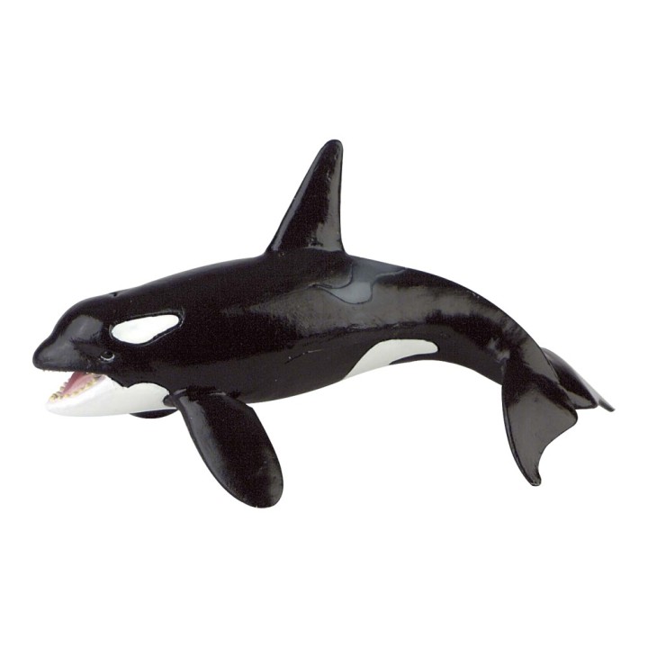 Balena Orca