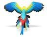 Poza cu Papagal Macaw