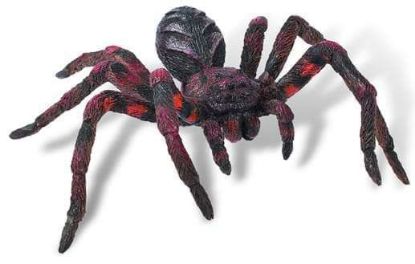 Poza cu Wolf Spider