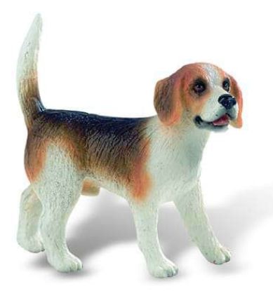 Poza cu Caine rasa "BEAGLE"